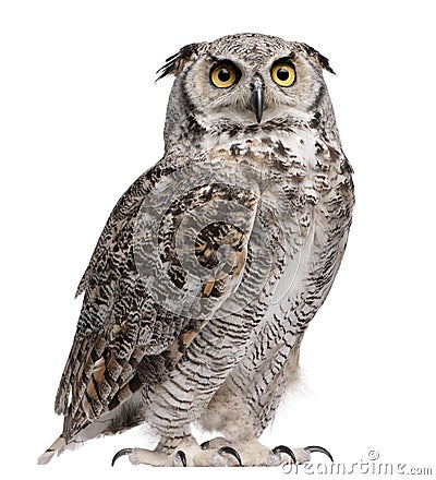 Great Horned Owl, Bubo Virginianus Subarcticus Stock Photo