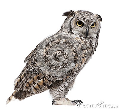 Great Horned Owl, Bubo Virginianus Subarcticus Stock Photo