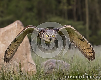 Great Horned Owl in flight; Canadian Raptor Conservancy Stock Photo