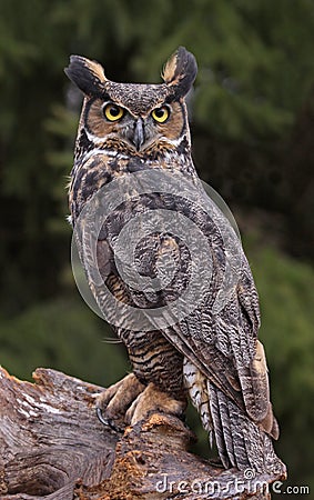 Great Horned Owl Look Stock Photo