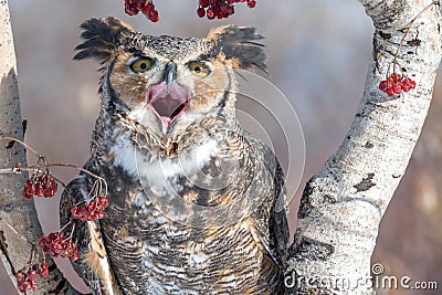 Great Horned Owl with mouth open Stock Photo