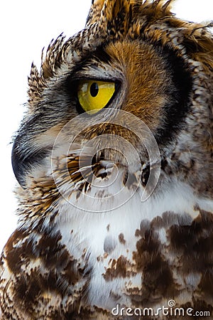 Great Horned Owl observes his surroundings Stock Photo