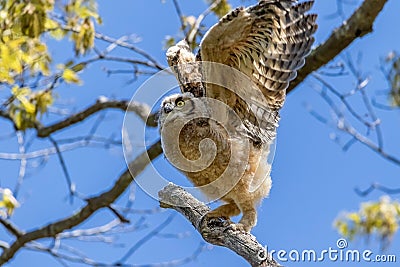 Great horned owl with open wings perched on a tree branch. Stock Photo