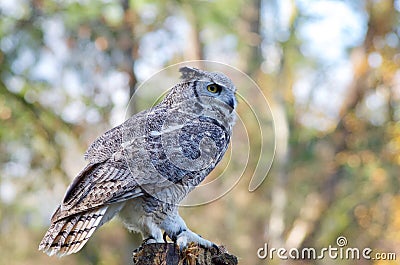 A great horned owl perches on a stump during a flight demonstration Editorial Stock Photo