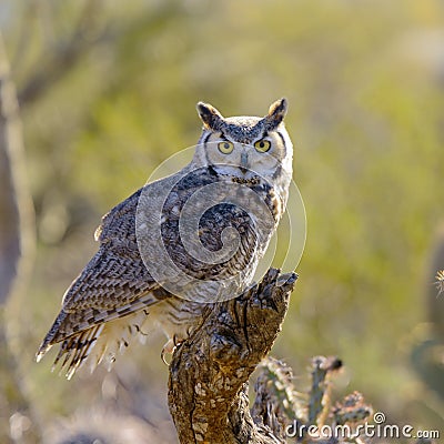 Great Horned Owl Stock Photo