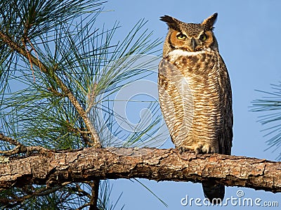 Great Horned Owl Stock Photo