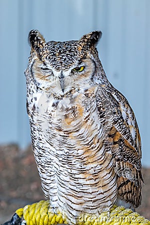 Great Horned owl sittingon it's perch. Birds of Prey Centre Coledale Alberta Canada Stock Photo
