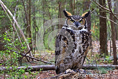 Great Horned Owl Standing on a Tree Log Stock Photo