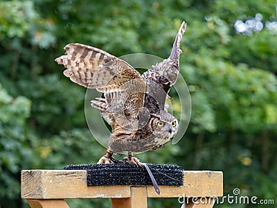 Great horned owl taking off Stock Photo