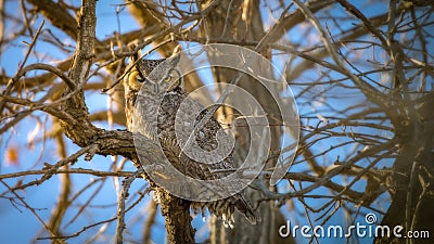 Great Horned Owl in a Tree Stock Photo