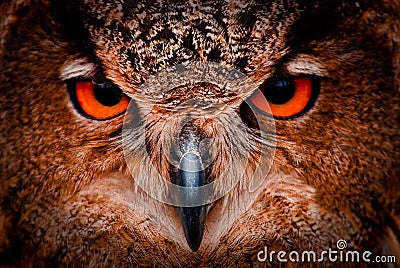Wise Old Owl Eyes Royalty Free Stock Photo - Image: 29779765