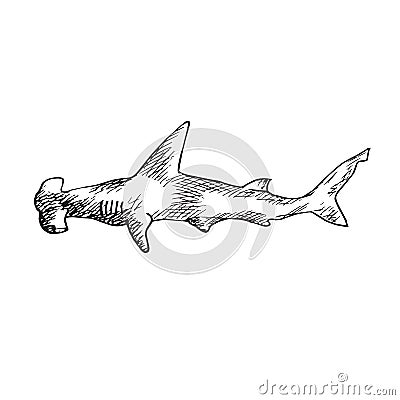 Great Hummerhead shark, hand drawn doodle, sketch, vector outline illustration Vector Illustration