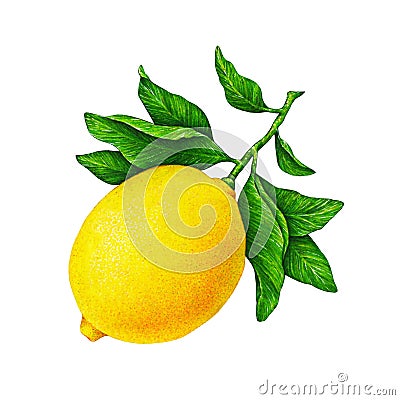 Great illustration of beautiful yellow lemon fruit on a branch with green leaves isolated on white background. Watercolor drawing. Cartoon Illustration