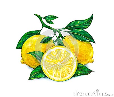 Great illustration of beautiful yellow lemon fruits on white background. Watercolor drawing of lemon Cartoon Illustration