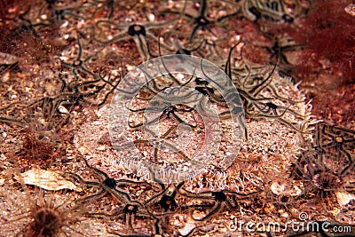 Great / King Scallop & Black Brittle Stars Stock Photo