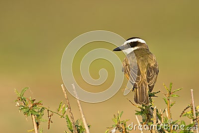 Great kiskadee, pitangus sulphuratus Stock Photo