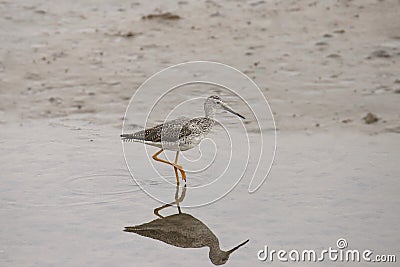 Great or Lesser Yellowlegs tringa melanleuca or tringa flavipes Stock Photo