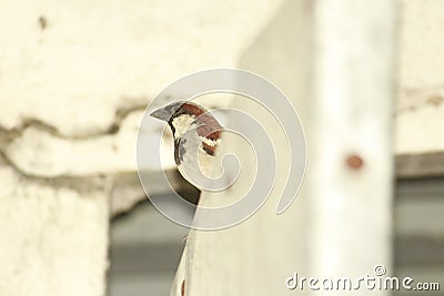 A great looking indian little sparrow in gray color feathers over a roof of a door in my house. Shy creature is small and fast Stock Photo