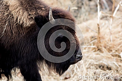 Great male Bison in field early winter Stock Photo