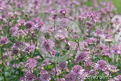 Great masterwort Astrantia major Pink promise field of flowers Stock Photo
