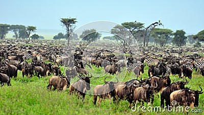 The Great Migration Stock Photo