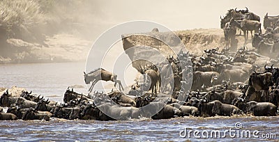Great migration Stock Photo