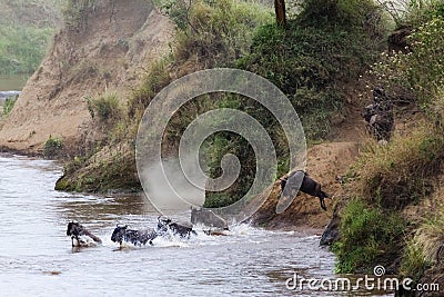 Great migration in action. Jumping from a steep bank to the river. Kenya, Africa Stock Photo