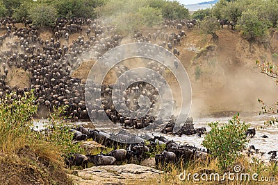 Great migration in Africa. Huge herds of herbivores cross the Mara River. Kenya Stock Photo