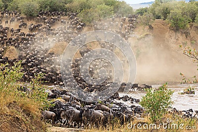 Great migration in Africa. Huge herds of herbivores. Mara River, Kenya Stock Photo