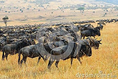 Great migration of antelopes wildebeest, Kenya Stock Photo