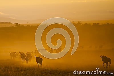 The Great Migration, Kenya Stock Photo