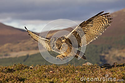 Great migration Stock Photo