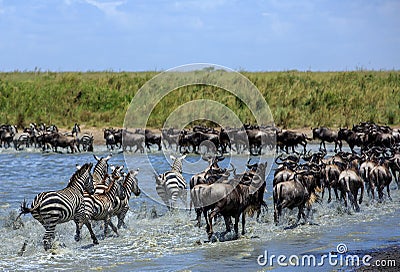 The Great Migration in the Serengeti - Wildebeest and Zebras Stock Photo