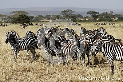 Great Migration Time Stock Photo