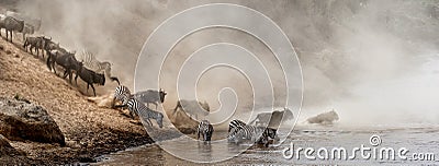 Great Migration Wildebeest Crossing Mara River in Kenya Stock Photo