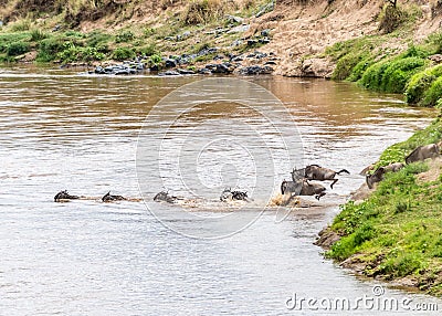 Great Migration Stock Photo