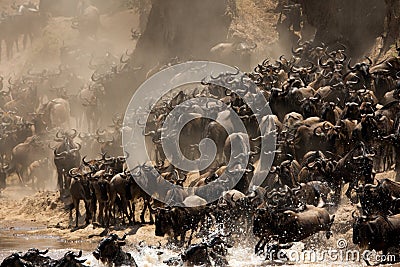 The great migration of Wildebeests, Masai Mara Stock Photo