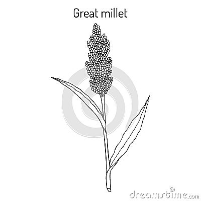 Great millet Sorghum bicolor , or durra, jowari, milo, cereal crop Vector Illustration