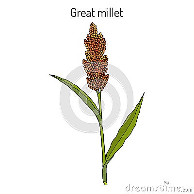 Great millet Sorghum bicolor , or durra, jowari, milo, cereal crop Vector Illustration