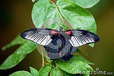 Great Mormon butterfly Stock Photo