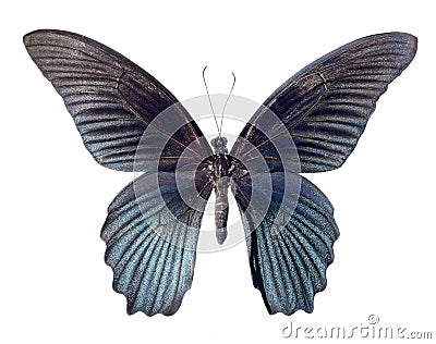 Great Mormon butterfly isolated on white background Stock Photo