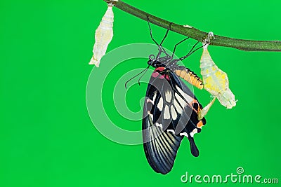 Great Mormon (Papilio memnon agenor) butterfly Stock Photo