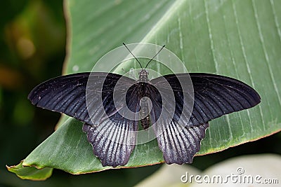 Great Mormon Papilio memnon male butterfly Stock Photo