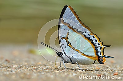 Great Nawab butterfly Stock Photo