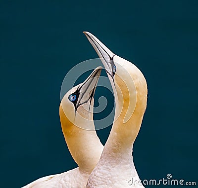 Great northern gannet birds stand together in a grouping Stock Photo