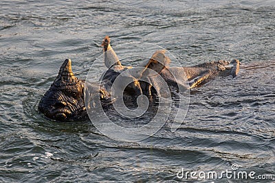 Great One Horned Rhino Bathing Stock Photo