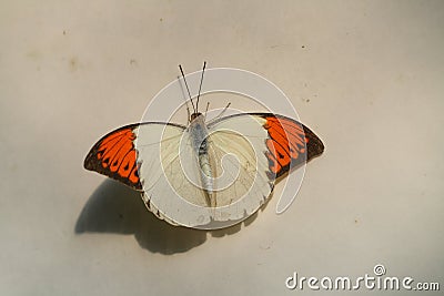 The Great Orange Tip, Hebomoia glaucippe is a beautiful white and orange butterfly Stock Photo