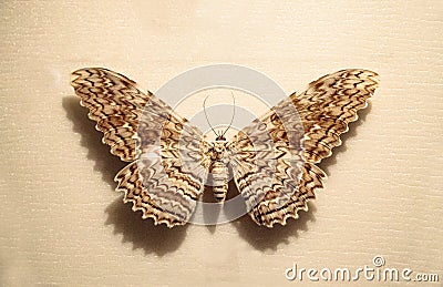 Great owlet moth Thysania agrippina Stock Photo