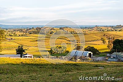 Great pasture landscape in the early morning in Matamata, the true Hobbiton landscape, New Zealand Stock Photo