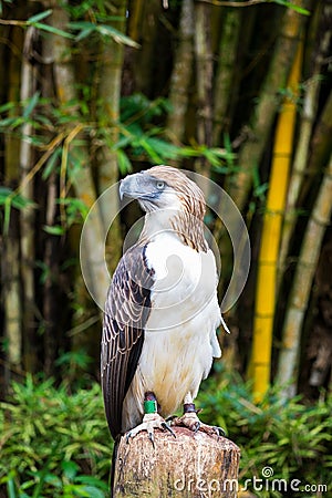 Great Philippines eagle or monkey eating eagle Stock Photo